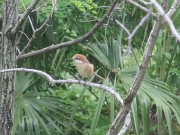 2022年5月8日(日) 羽村の堰の野鳥観察記録