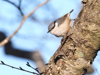 ゴジュウカラ 大蔵高丸 2022年5月2日(月)