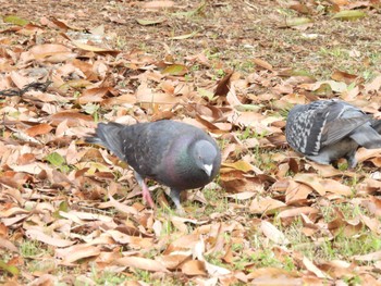 カワラバト 葛西臨海公園 2022年5月2日(月)