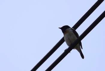 Thu, 5/5/2022 Birding report at 襟裳岬(日高地方)