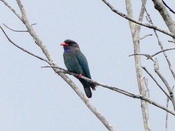 ブッポウソウ Hunter Wetlands Centre(Australia,NSW) 2021年12月11日(土)