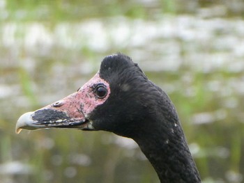 カササギガン Hunter Wetlands Centre(Australia,NSW) 2021年12月11日(土)