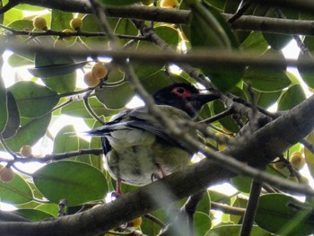 Australasian Figbird Hunter Wetlands Centre(Australia,NSW) Sat, 12/11/2021