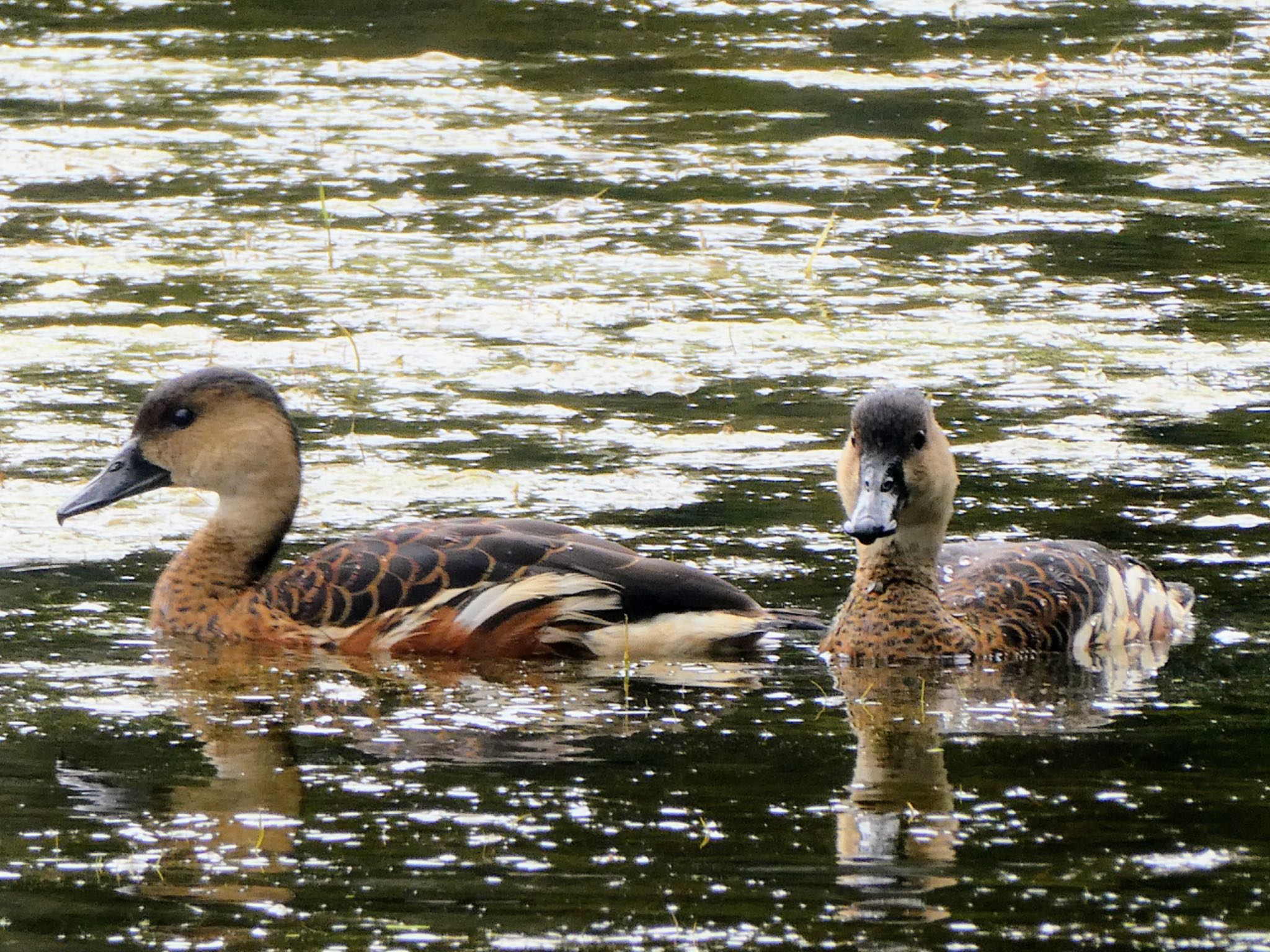 Hunter Wetlands Centre(Australia,NSW) オオリュウキュウガモの写真 by Maki