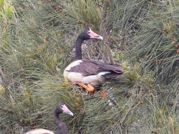 Magpie Goose Hunter Wetlands Centre(Australia,NSW) Sat, 12/11/2021