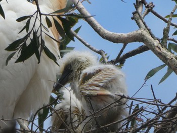 アマサギ Hunter Wetlands Centre(Australia,NSW) 2021年12月11日(土)