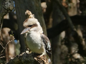 Laughing Kookaburra Centennial Park (Sydney) Sun, 5/8/2022