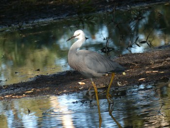 White-faced Heron Centennial Park (Sydney) Sun, 5/8/2022