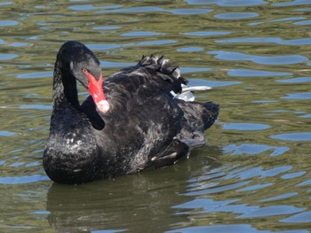 Black Swan Centennial Park (Sydney) Sun, 5/8/2022