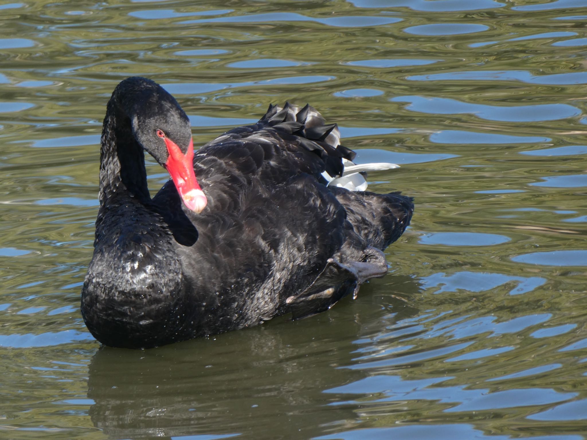 Photo of Black Swan at Centennial Park (Sydney) by Maki