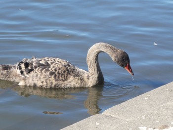 Black Swan Centennial Park(Sydney) Sun, 5/8/2022