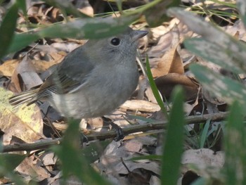 Grey Cuckooshrike