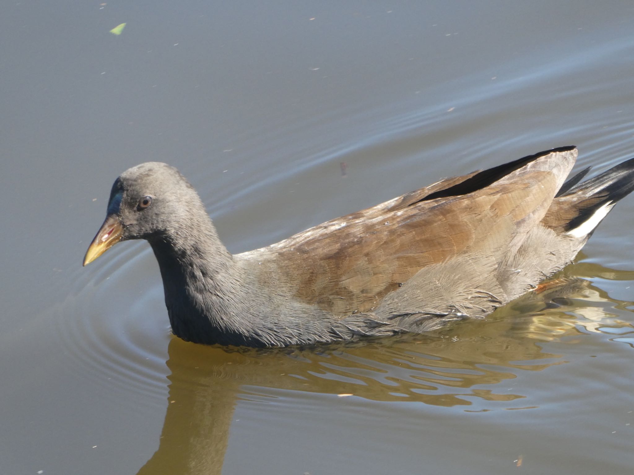 Photo of Dusky Moorhen at Centennial Park (Sydney) by Maki