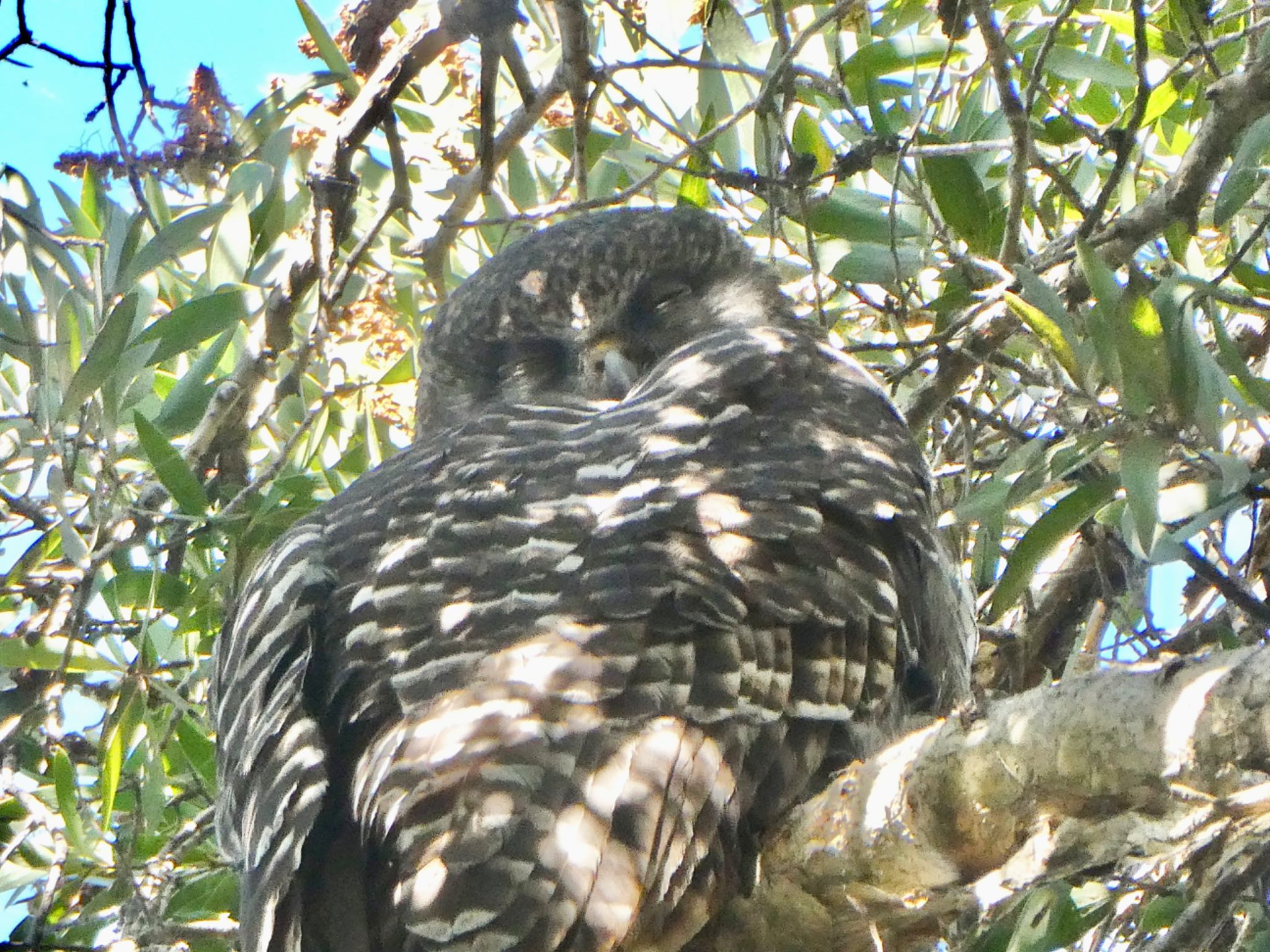 Photo of Powerful Owl at Centennial Park (Sydney) by Maki