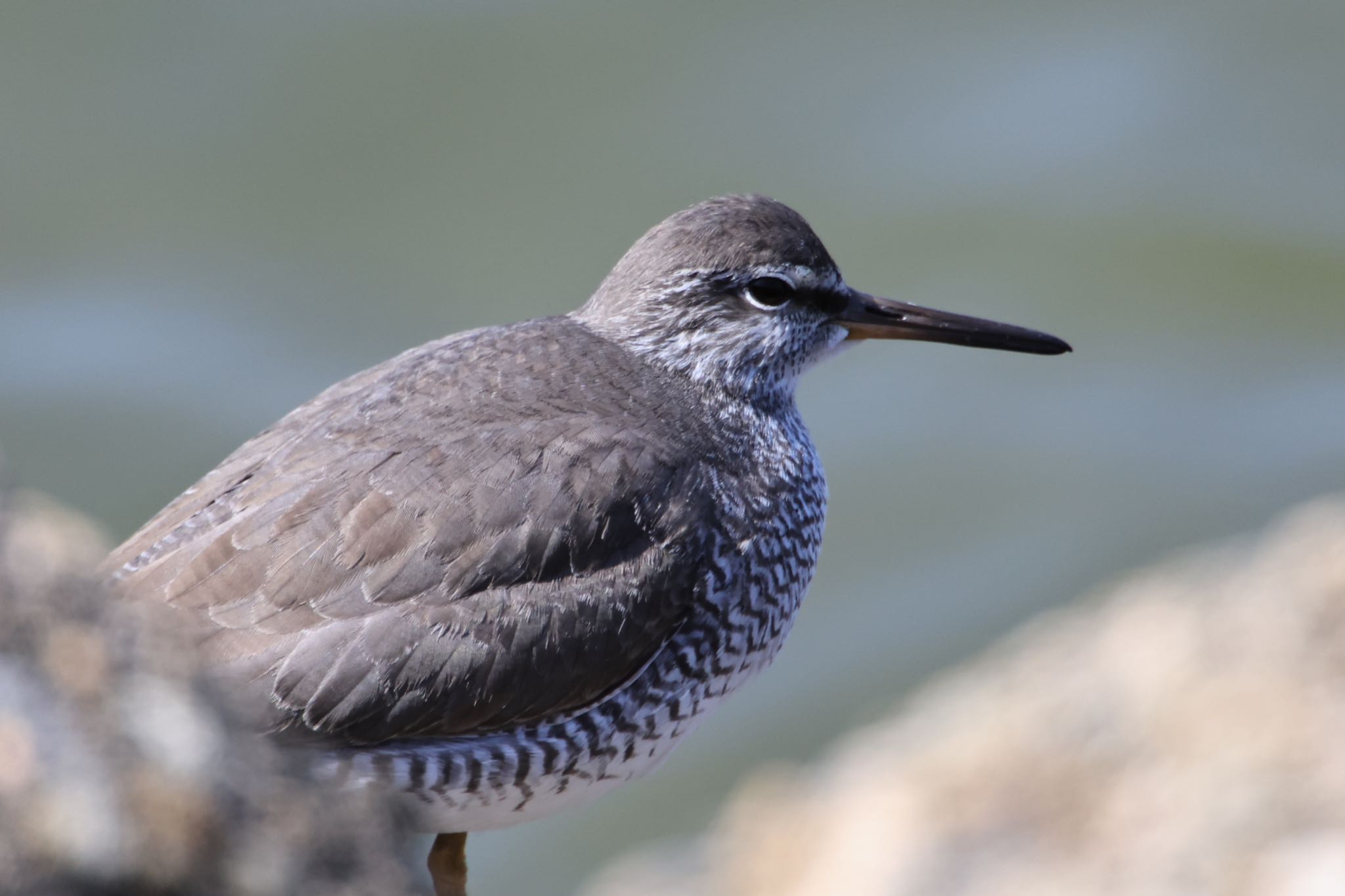 Photo of Grey-tailed Tattler at 甲子園浜(兵庫県西宮市) by yossan1969