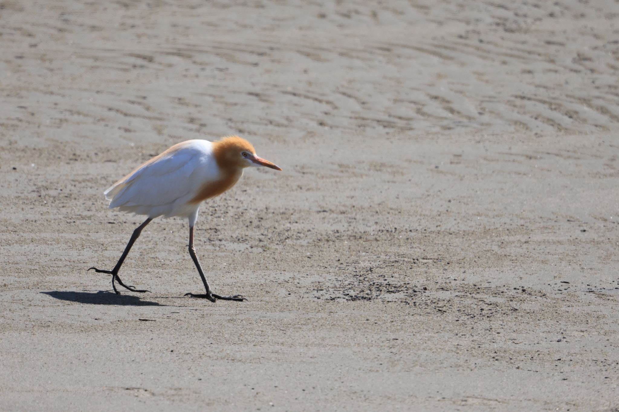 Photo of Eastern Cattle Egret at 甲子園浜(兵庫県西宮市) by yossan1969