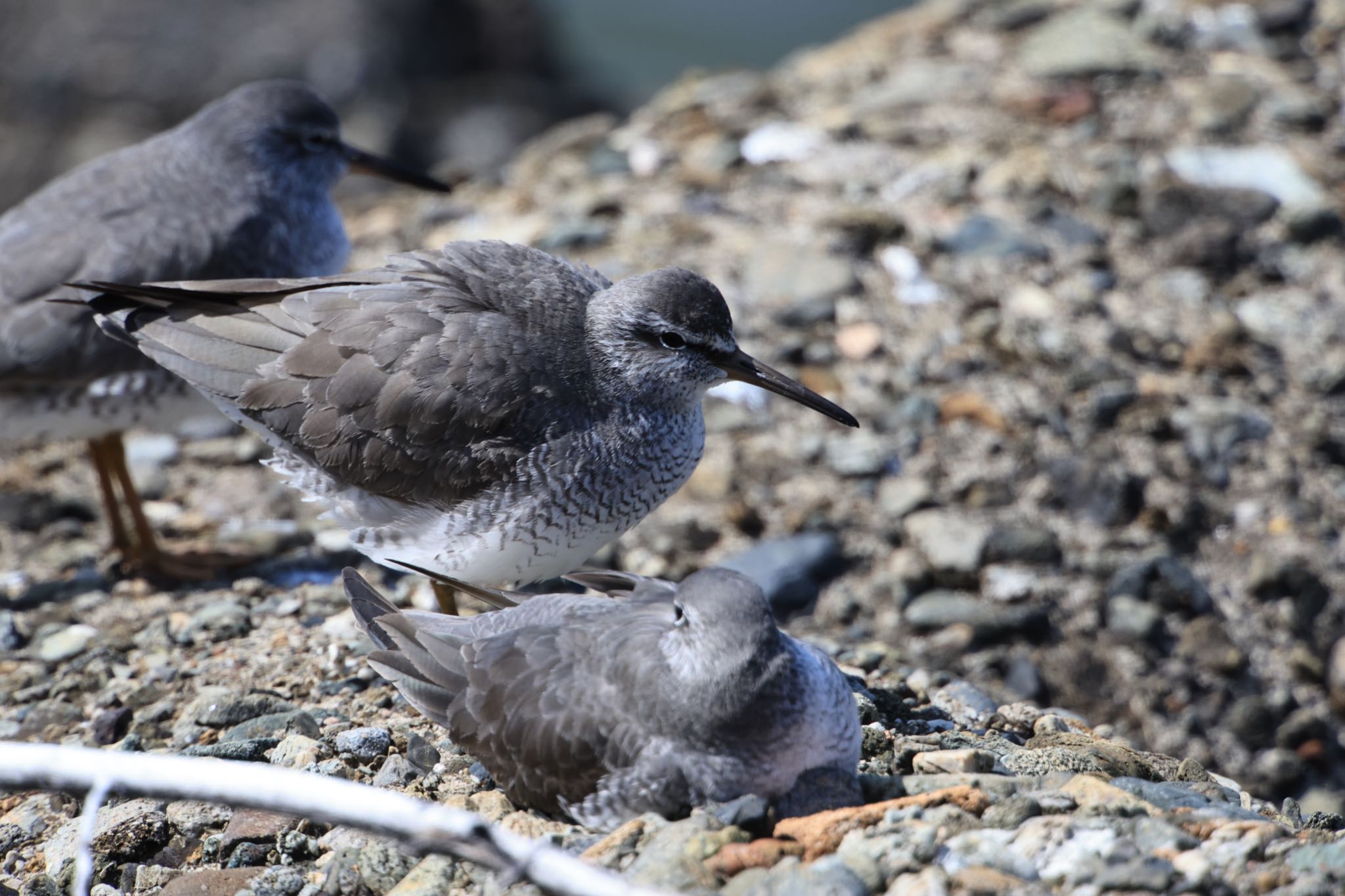 Photo of Grey-tailed Tattler at 甲子園浜(兵庫県西宮市) by yossan1969