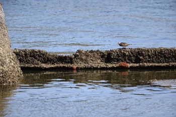 Ruddy Turnstone 甲子園浜(兵庫県西宮市) Sun, 5/8/2022