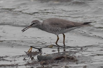 Grey-tailed Tattler 野島公園 Sun, 5/8/2022