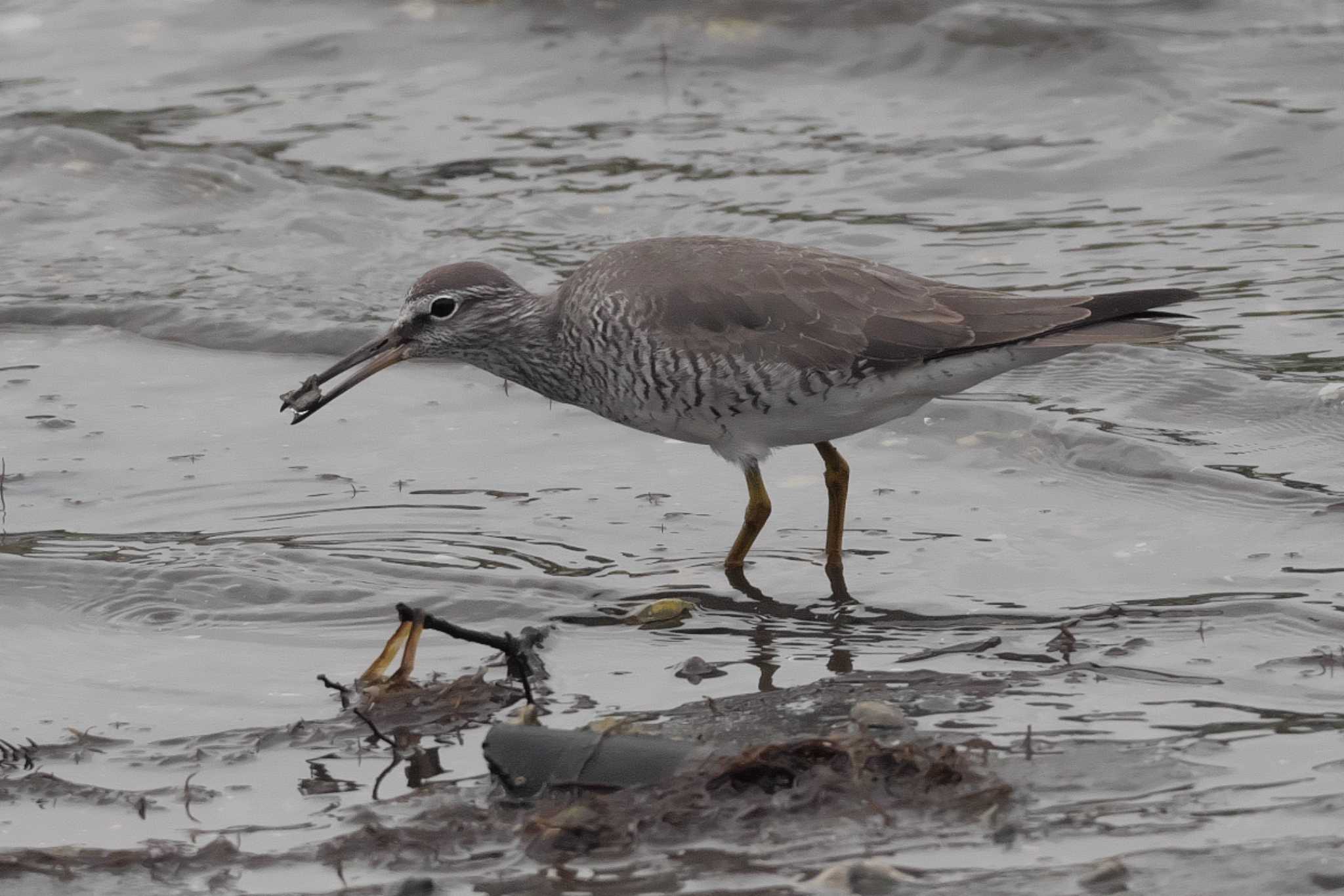 Photo of Grey-tailed Tattler at 野島公園 by Y. Watanabe