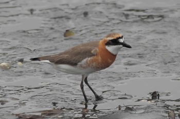 Sun, 5/8/2022 Birding report at 野島公園