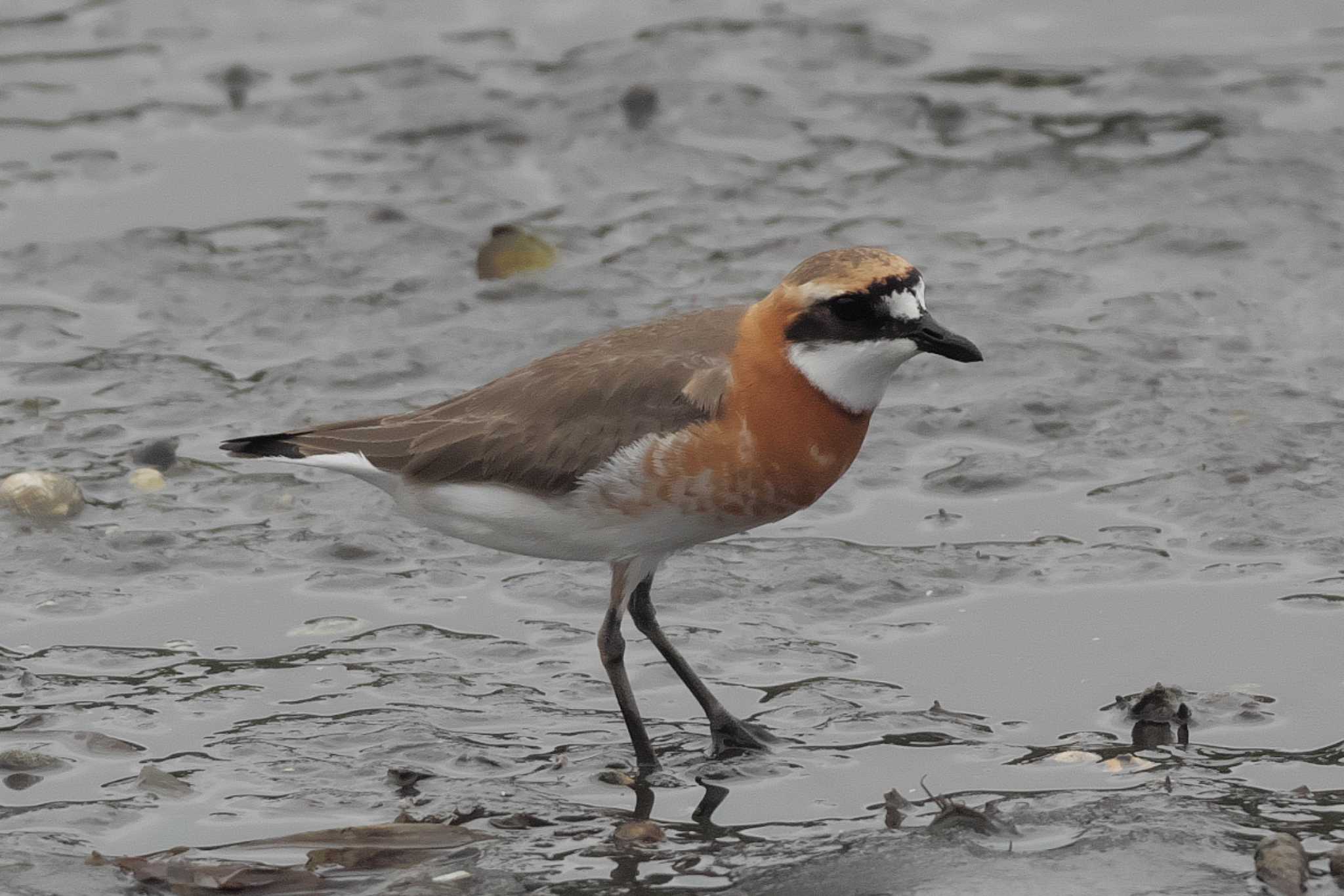 Photo of Siberian Sand Plover at 野島公園 by Y. Watanabe