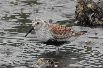 Dunlin 野島公園 Sun, 5/8/2022