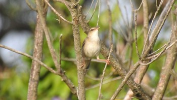 2022年5月9日(月) 和歌山県新宮市 孔島の野鳥観察記録