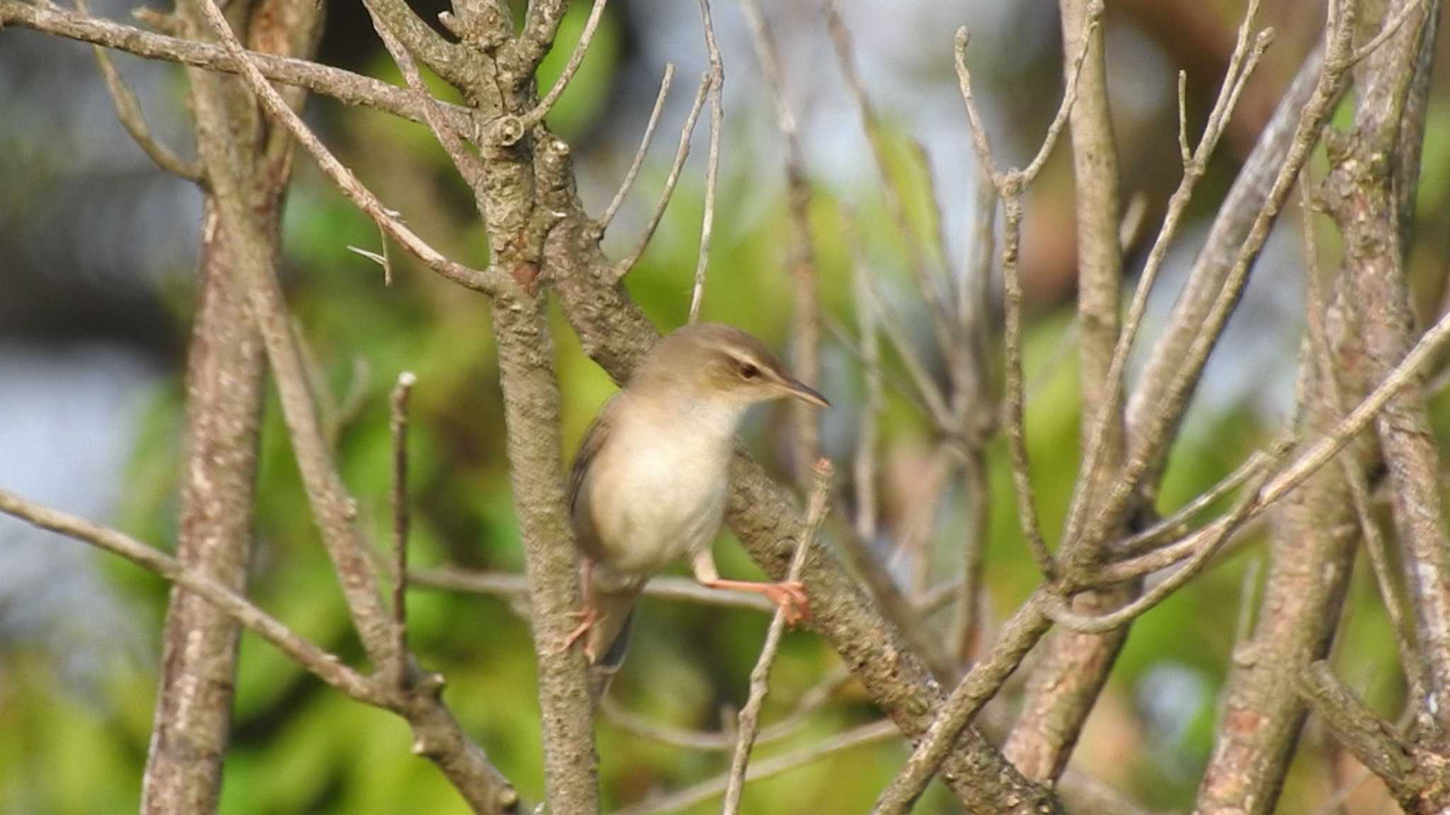 和歌山県新宮市 孔島 ウチヤマセンニュウの写真