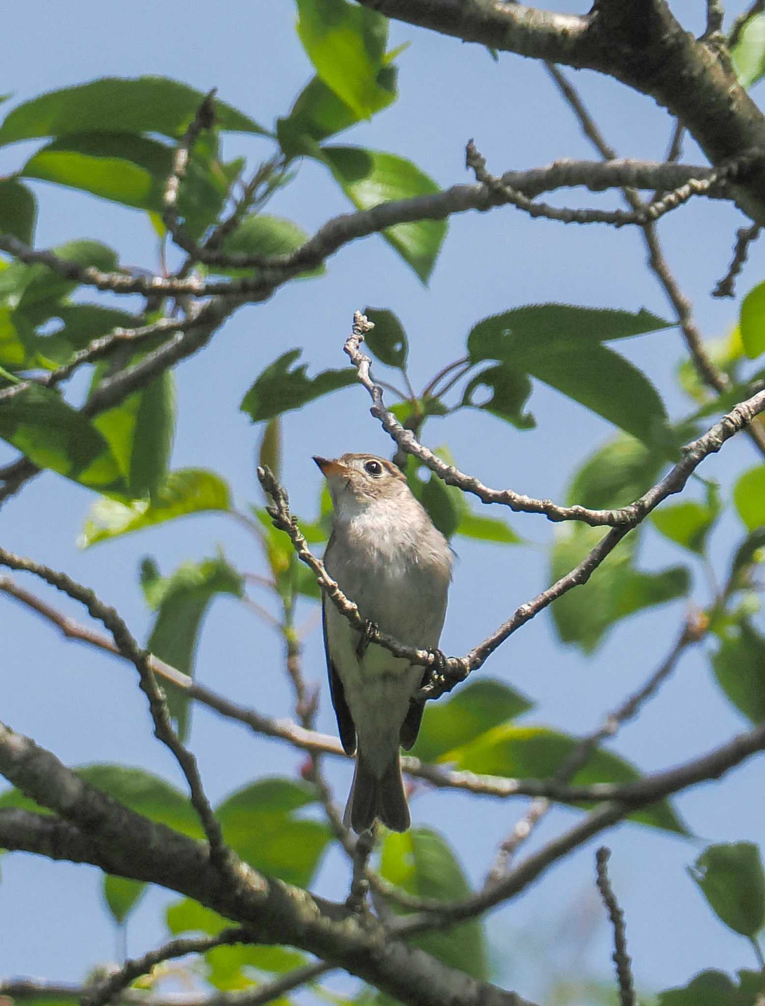 日立市小木津自然公園 コサメビタキの写真