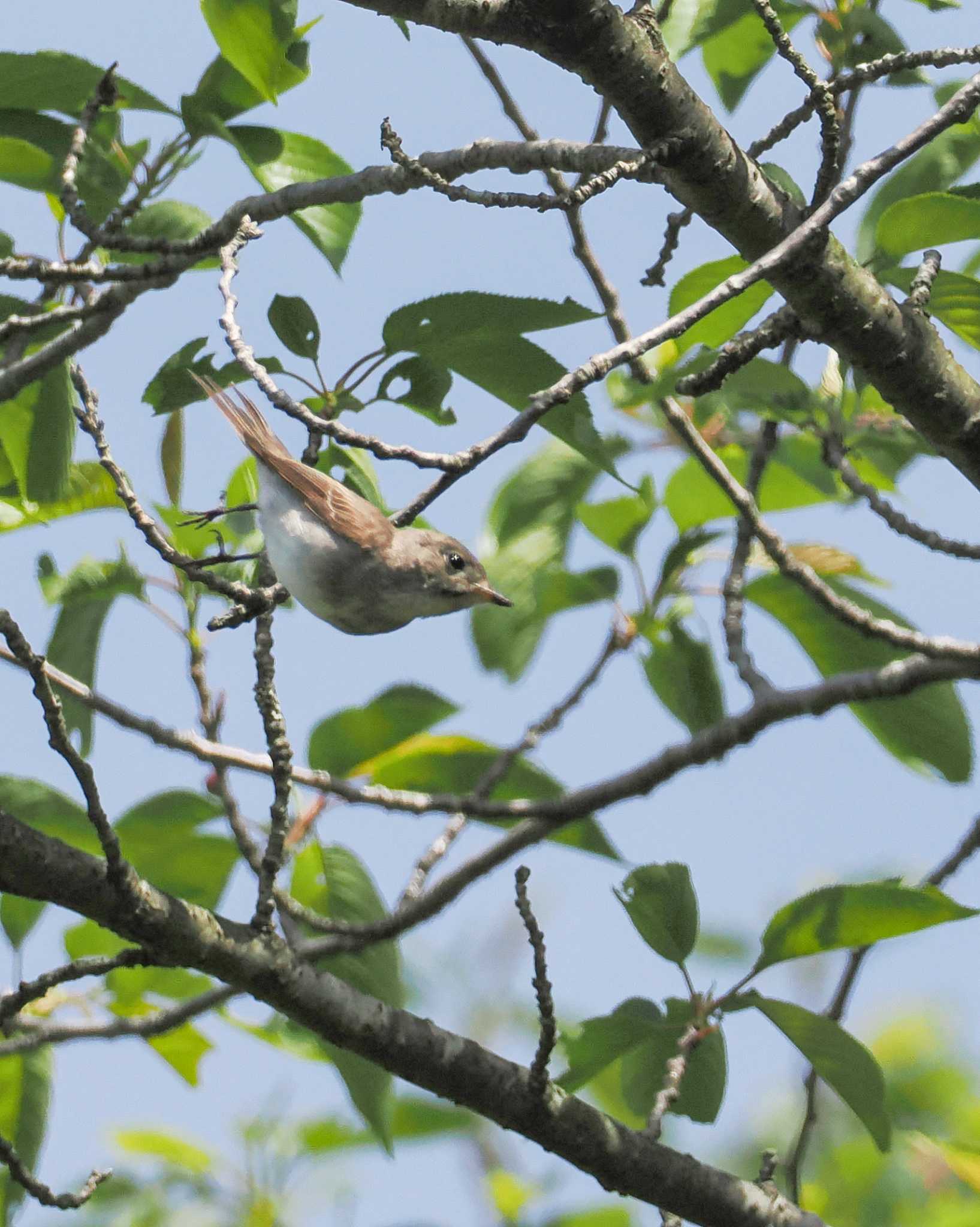 日立市小木津自然公園 コサメビタキの写真