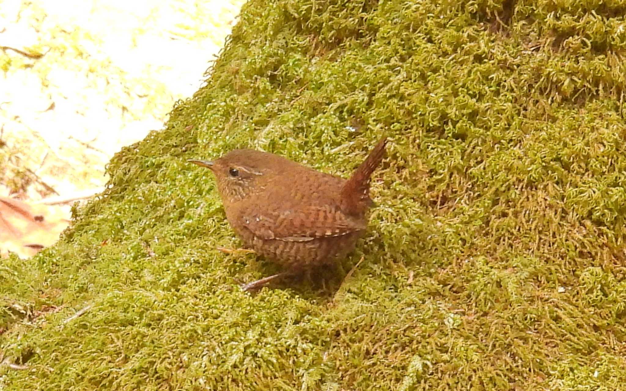 柳沢峠 ミソサザイの写真