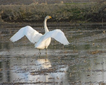 Tundra Swan 美唄市 Fri, 5/6/2022