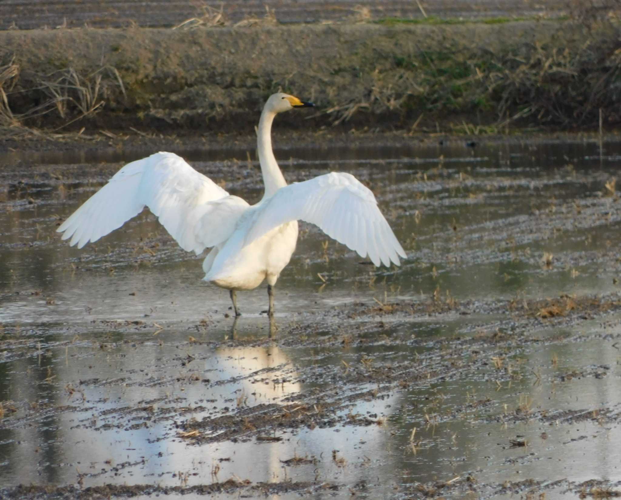 Tundra Swan