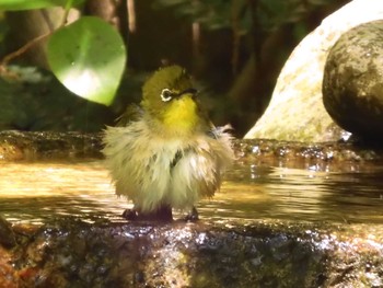 Warbling White-eye Kyoto Gyoen Sat, 5/7/2022