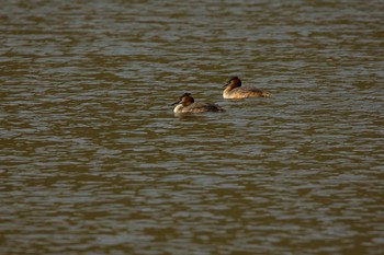 カンムリカイツブリ 大沼国立公園 2022年5月4日(水)