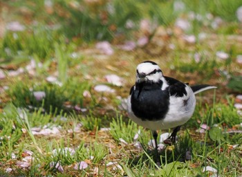 2022年5月9日(月) 福井緑地(札幌市西区)の野鳥観察記録