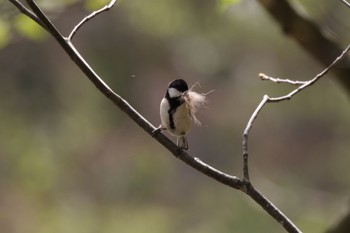 シジュウカラ 野幌森林公園 2022年5月9日(月)