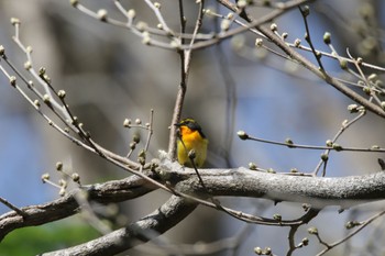 2022年5月9日(月) 野幌森林公園の野鳥観察記録