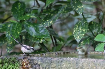 2022年5月9日(月) 京都御苑の野鳥観察記録