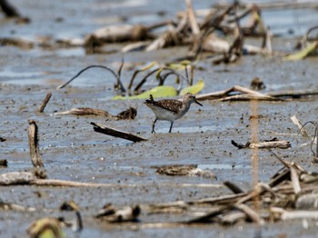 タカブシギ 佐賀県白石町の干拓地 2022年5月3日(火)