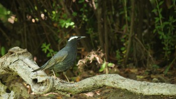 Siberian Thrush Osaka castle park Sun, 5/8/2022