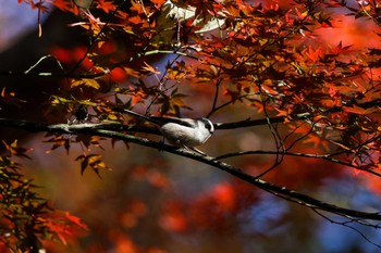 エナガ 東京大学附属植物園 2017年12月9日(土)