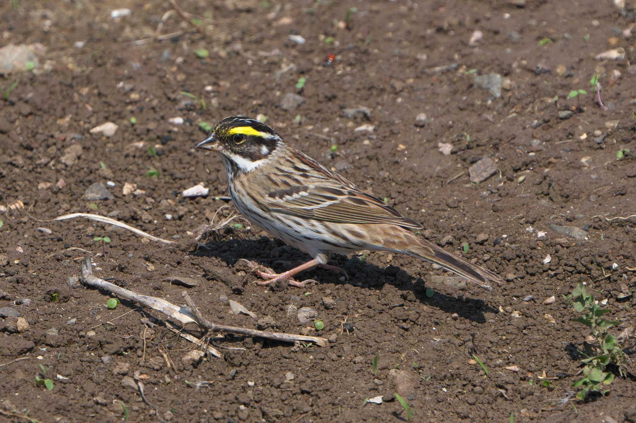 Yellow-browed Bunting