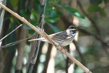 Yellow-browed Bunting Mishima Island Tue, 5/3/2022