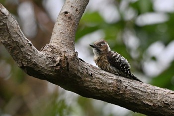 Japanese Pygmy Woodpecke(matsudairai) Miyakejima Island Mon, 5/9/2022
