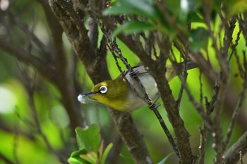 Japanese White-eye(stejnegeri) Miyakejima Island Mon, 5/9/2022