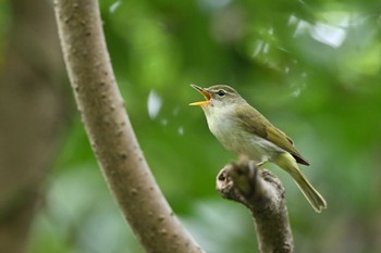 Ijima's Leaf Warbler Miyakejima Island Mon, 5/9/2022