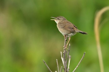 Styan's Grasshopper Warbler Miyakejima Island Mon, 5/9/2022