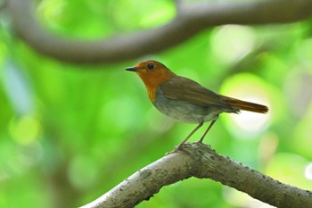 Izu Robin Miyakejima Island Mon, 5/9/2022